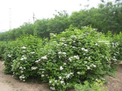 天目瓊花小苗可以去哪兒買 ？