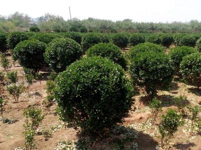 大葉黃楊小苗應(yīng)該去哪里購買比較好 ？