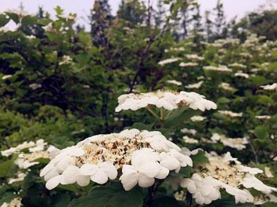 天目瓊花的美化綠化價(jià)值如何具體體現(xiàn) ？