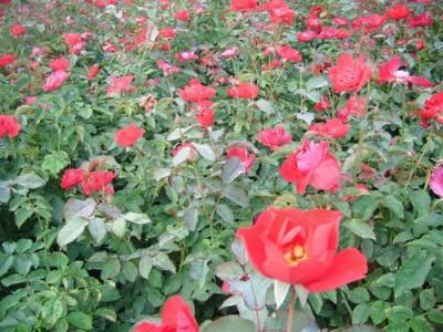 紅帽月季種子和小苗去哪里購買？