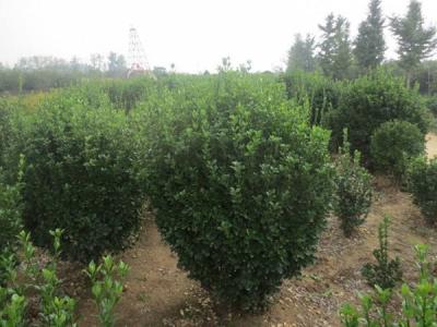 大葉黃楊的風(fēng)水寓意是什么 ？