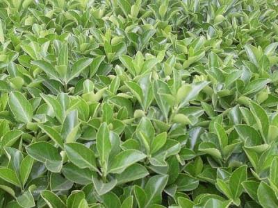 為什么自己家里并不推薦大家種植大葉黃楊 ？