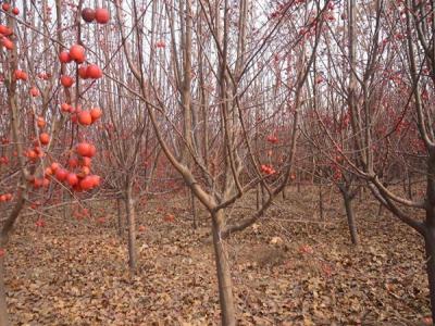 冬紅果海棠什么時候開花 ？
