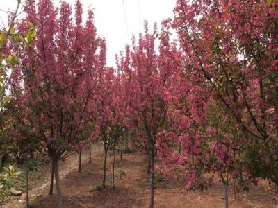 冬紅果海棠的種植需要注意些什么 ？