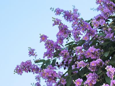 紫薇樹小苗應該去哪里購買，價格合理 ？