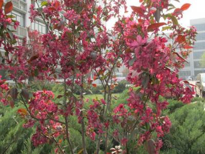 紅寶石海棠什么時候開花，什么時候結(jié)果?