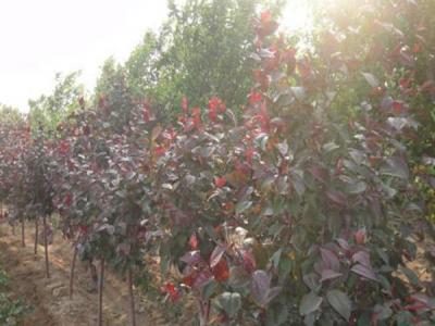 四公分紅寶石海棠小苗的具體價(jià)格是多少 ？