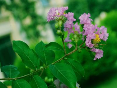紫薇的觀賞價(jià)值如何體現(xiàn)，應(yīng)該如何搭配種植 ？