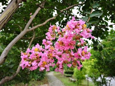 常見的紫薇全身都是寶，這些藥用價(jià)值你知道嗎 ？