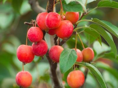 冬紅果海棠適合在南方種植還是北方種植 ？