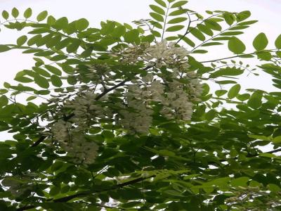 刺槐小苗多少錢(qián)一棵