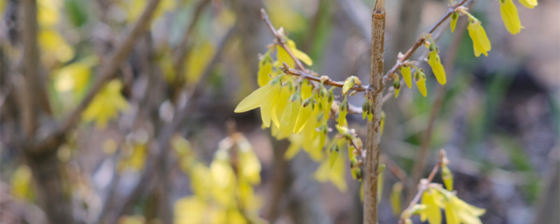 連翹怎么種，種子怎么才能發(fā)芽