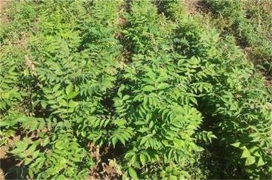 皂角種子怎么種，浸種催芽后進行播種