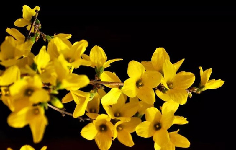 迎春花和連翹花有什么區(qū)別？