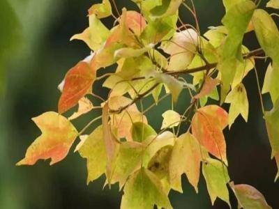 三角楓、五角楓、紅楓、羽毛楓的區(qū)別