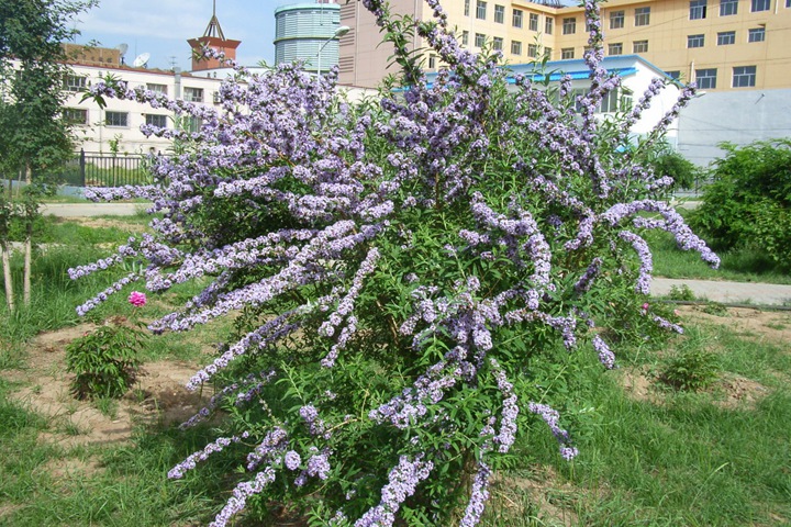 醉魚(yú)木