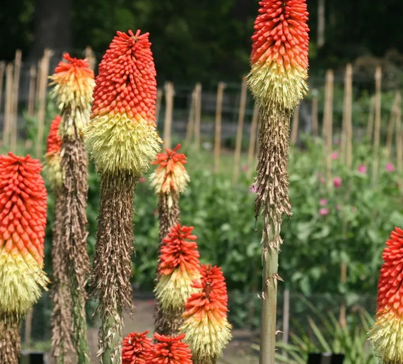 1636963693626863.jpg 3.webp.jpg