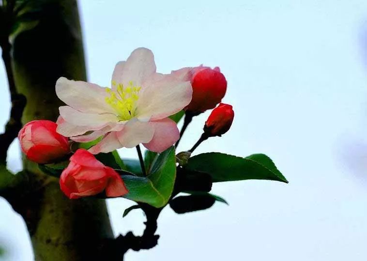 八棱海棠的果實(shí)能不能吃,八棱海棠的果實(shí)能吃嗎？
