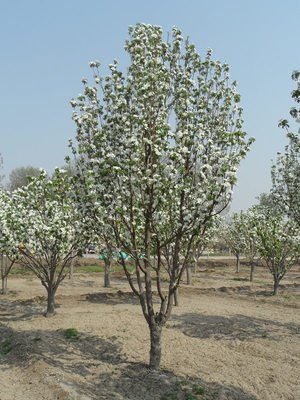 八棱海棠花期多久，幾月份開花