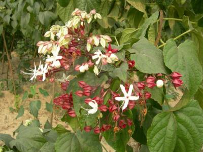 海洲常山有毒嗎，果實(shí)能不能吃？