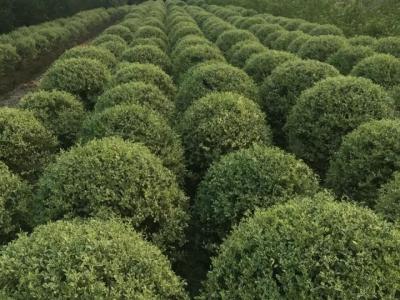 2022年水蠟球價格表