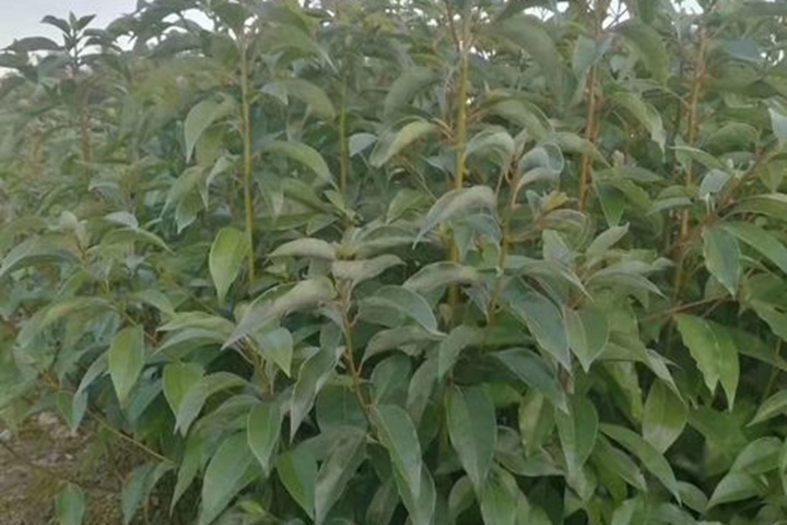 香樟樹(shù)苗什么時(shí)候種植最好