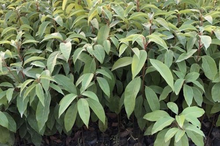 香樟樹(shù)苗什么時(shí)候種植最好