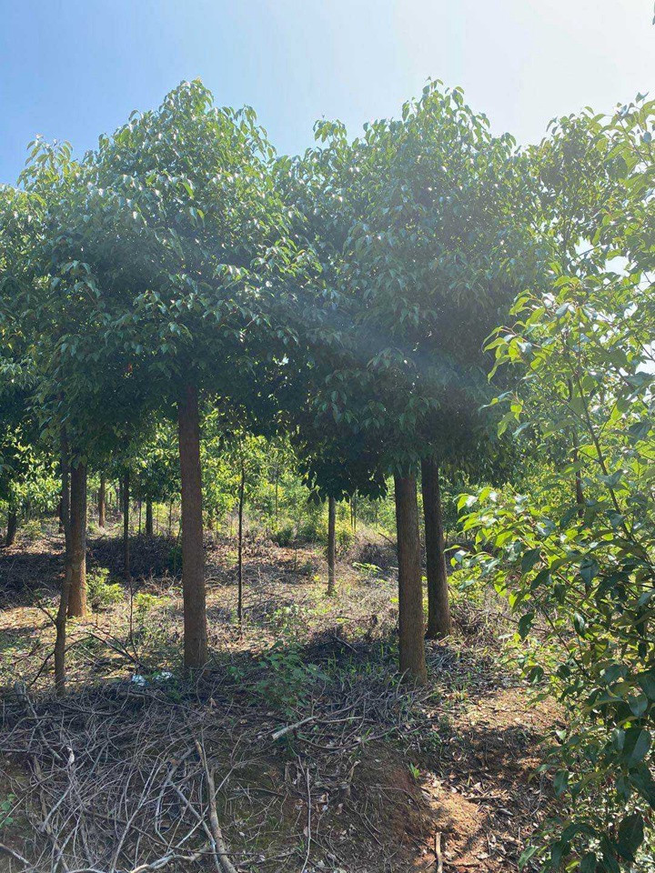 香樟樹(shù)苗什么時(shí)候種植最好