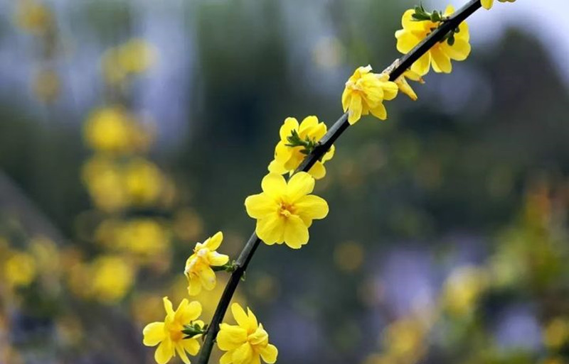 迎春花和連翹花有什么區(qū)別？