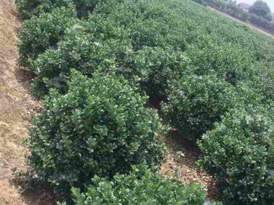 無刺構(gòu)骨球規(guī)格有哪些