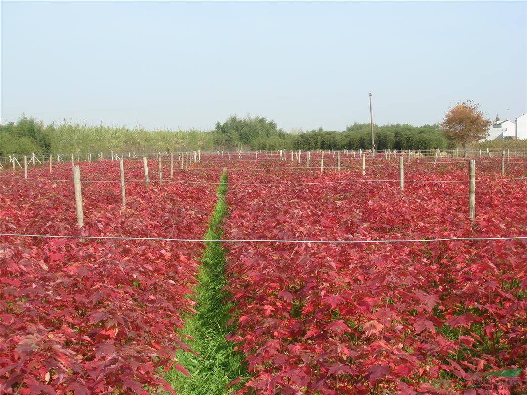 美國(guó)紅楓樹(shù)小苗多少錢一棵