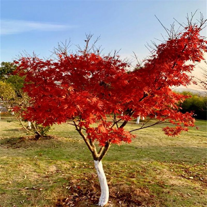http://www.zhonghuaba.com/d/file/p/2022-07/dd17e6a7b44cd18d1b3ef1bcf2a6757c.jpeg