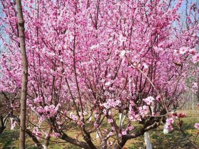 紅葉美人梅幾年開(kāi)花，能開(kāi)多久