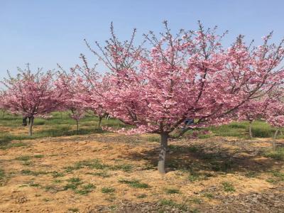 櫻花樹苗幾年才能開花？花期在什么時候？