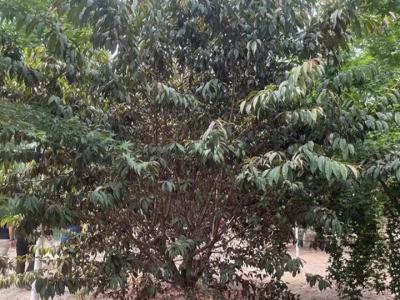 青葉碧桃花果期在什么時(shí)候？