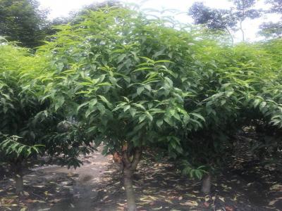 青葉碧桃和桃樹(shù)的區(qū)別在哪里？