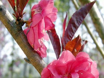 紫葉碧桃和紅葉碧桃的區(qū)別在哪里？