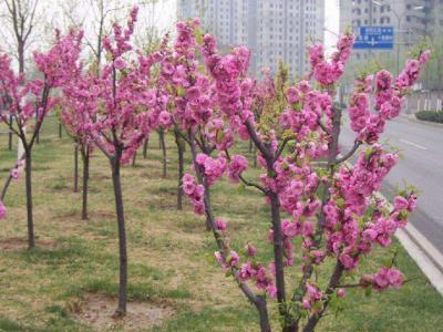 青葉碧桃和紅葉碧桃的區(qū)別在哪里？