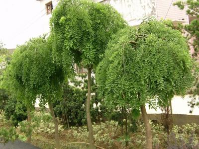 龍爪槐是什么樹(shù)嫁接的