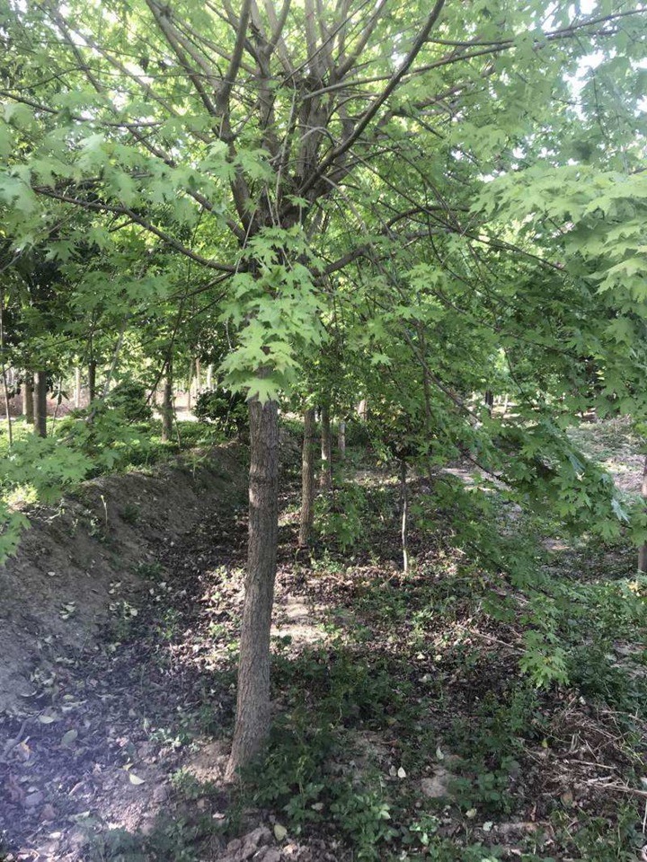 1686454941431937.jpg 04f37f2fd9a77cc54cb22ad4c653db15_1646897592584793.jpg