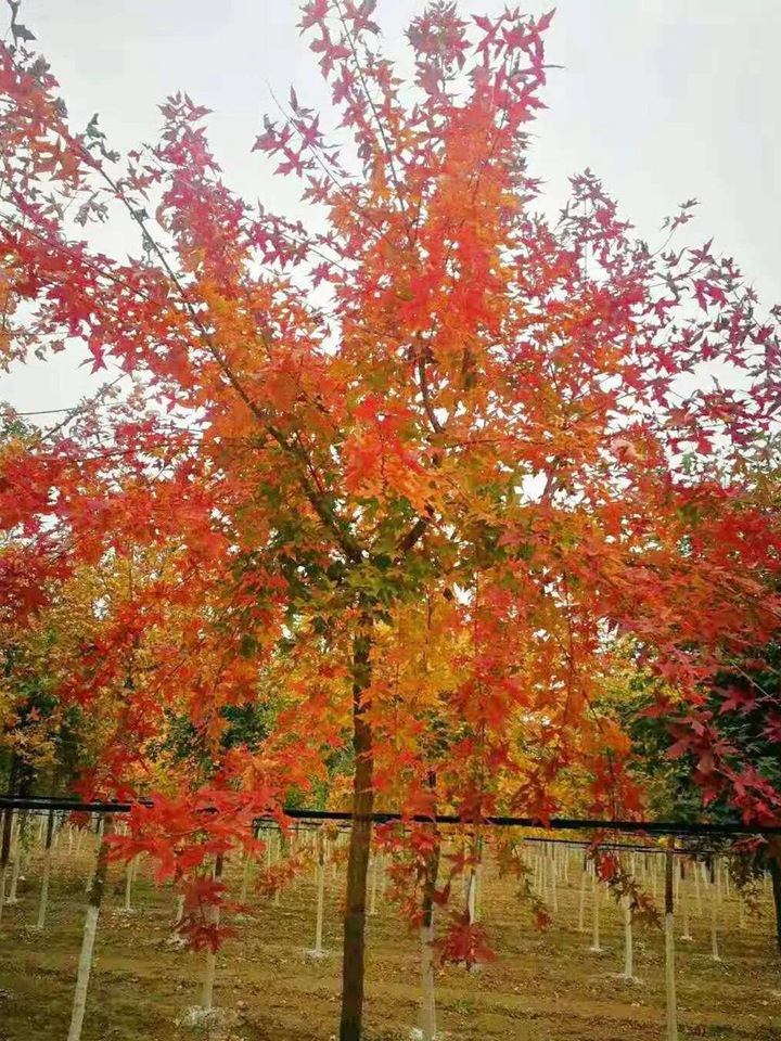 1686454971890142.jpg 3bcdb719c833bd0d110b650afd9cf7ef_1646897592318080.jpg