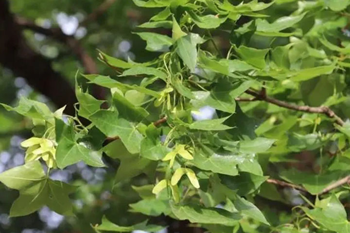 1686542360537189.jpg 元寶1.jpg