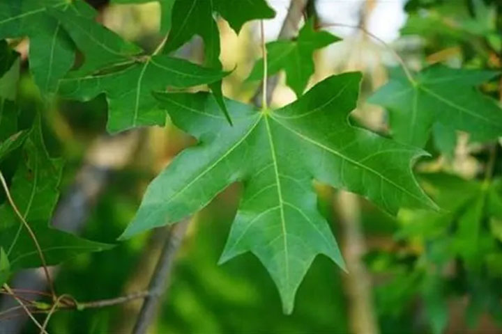 1686542377165911.jpg 元寶2.jpg