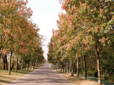 15公分北欒樹(shù)價(jià)格表