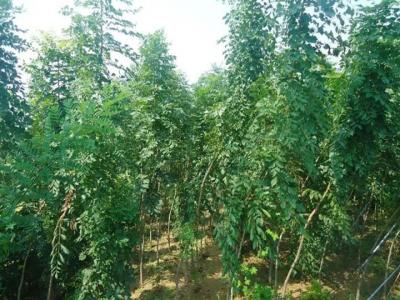 北欒樹(shù)價(jià)格多少錢(qián)一棵