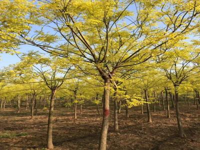 黃金槐和金枝槐區(qū)別