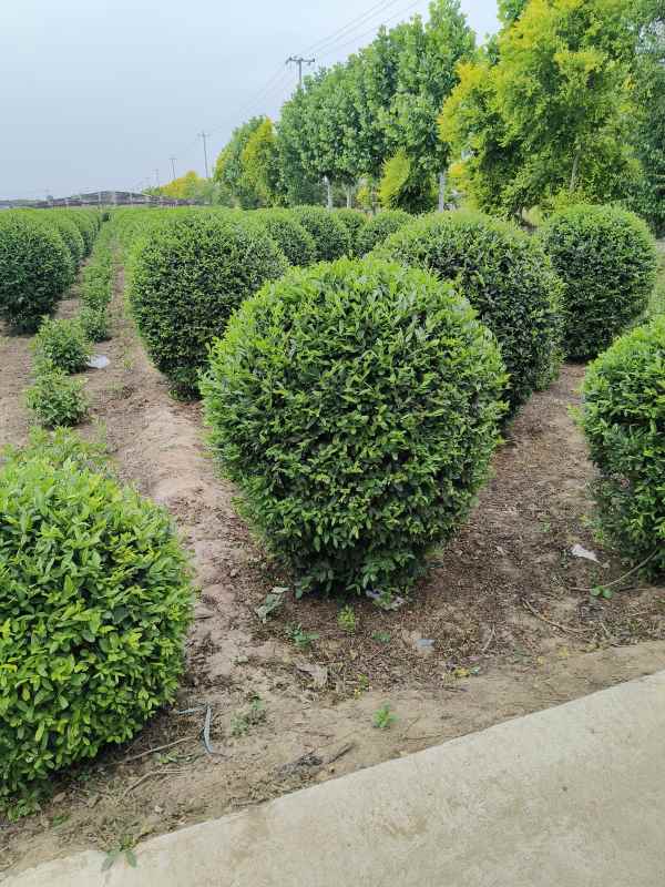 1730447711785457.jpg IMG_20230524_145104.jpg