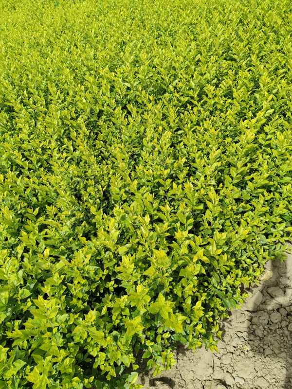 1730527521919469.jpg IMG_20230523_143918.jpg