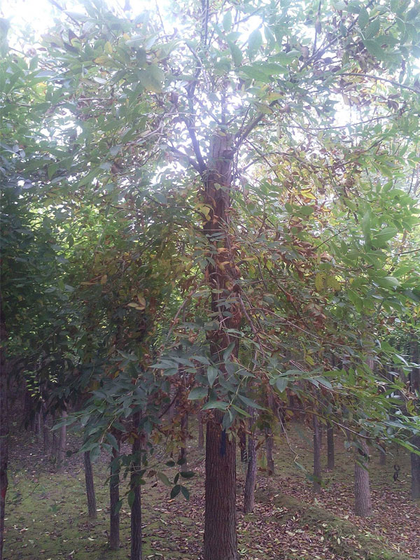 1730874925282037.jpg 20.jpg