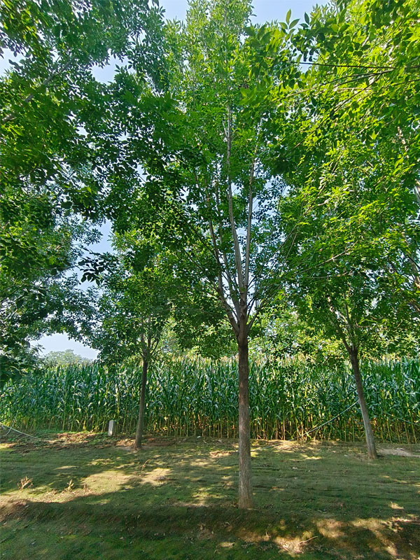 1730875265297258.jpg 18.jpg